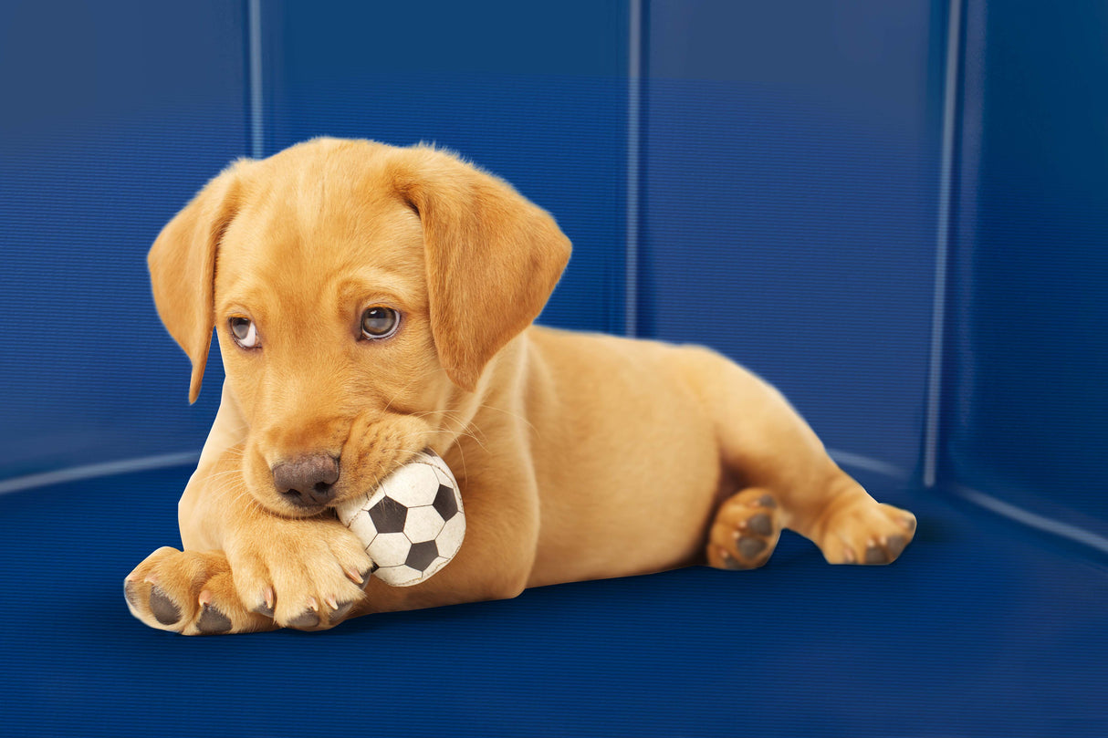 maxxpro Hondenzwembad 120 CM - Blauw - maximondo