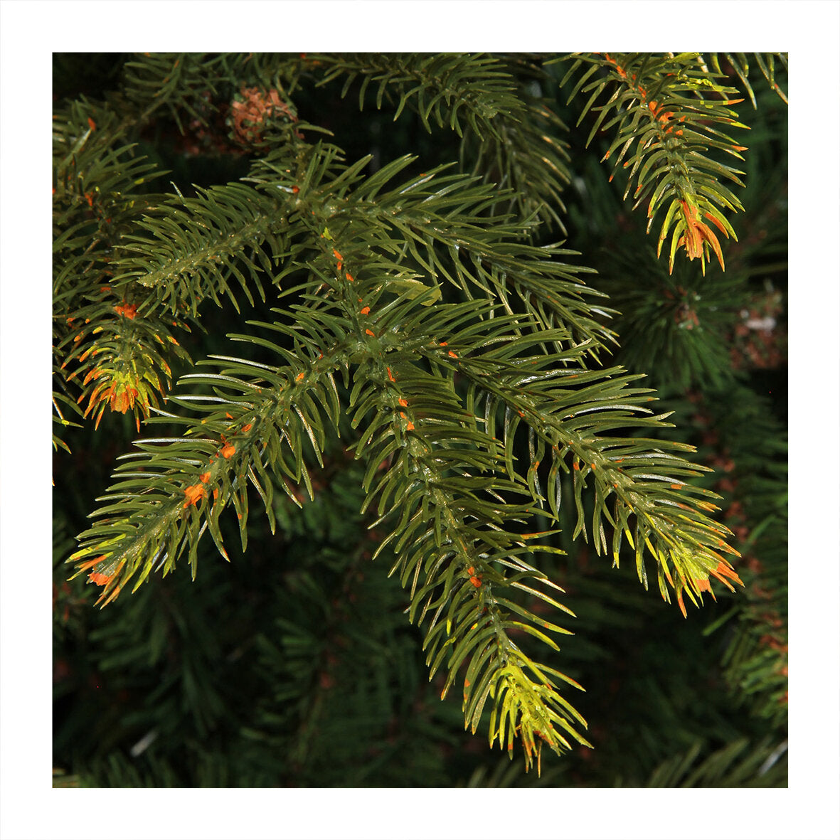 Top Trees Vanocuver kerstboom groen TIPS 1298 - h155xd109cm - maximondo