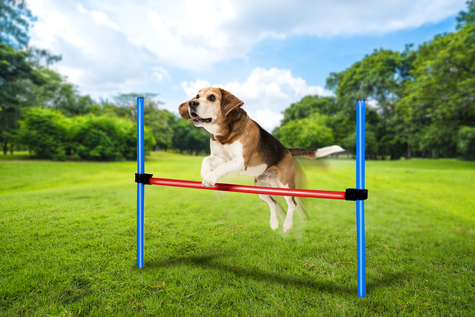 Agility Spring Stok