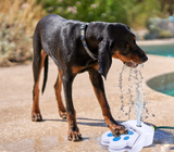 Drinking Fountain dog