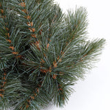 Triumph Tree Forest frosted pine swag newgrowth blue TIPS 230 - l180xd36cm