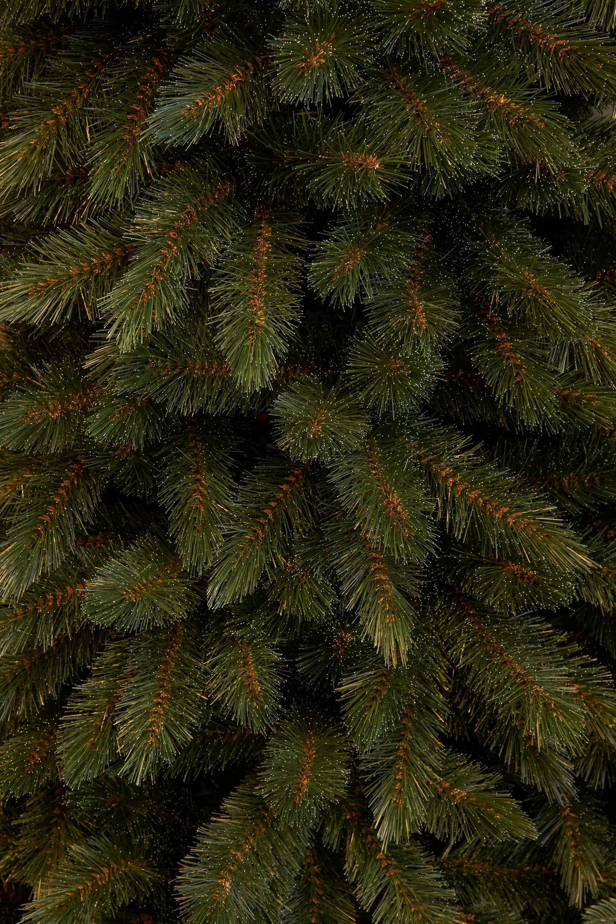 Triumph Tree Bristlecone Pilar kerstboom groen TIPS 640 - h215xd89cm