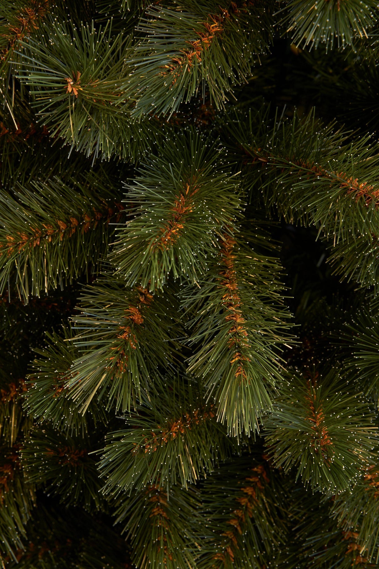 Triumph Tree Bristlecone Pilar kerstboom groen TIPS 450 - h185xd79cm