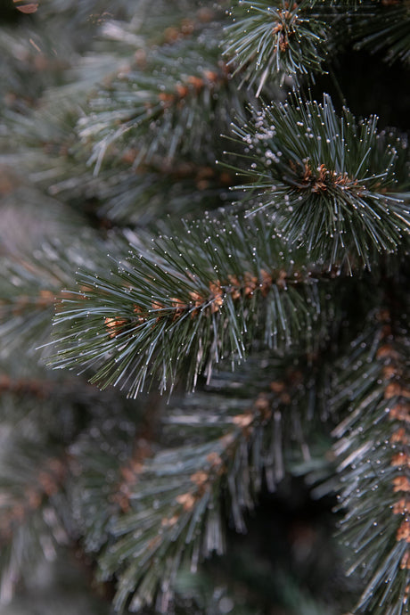 Triumph Tree Forest frosted pine kerstboom met burlap newgrowth blue TIPS 64 - h60xd46cm
