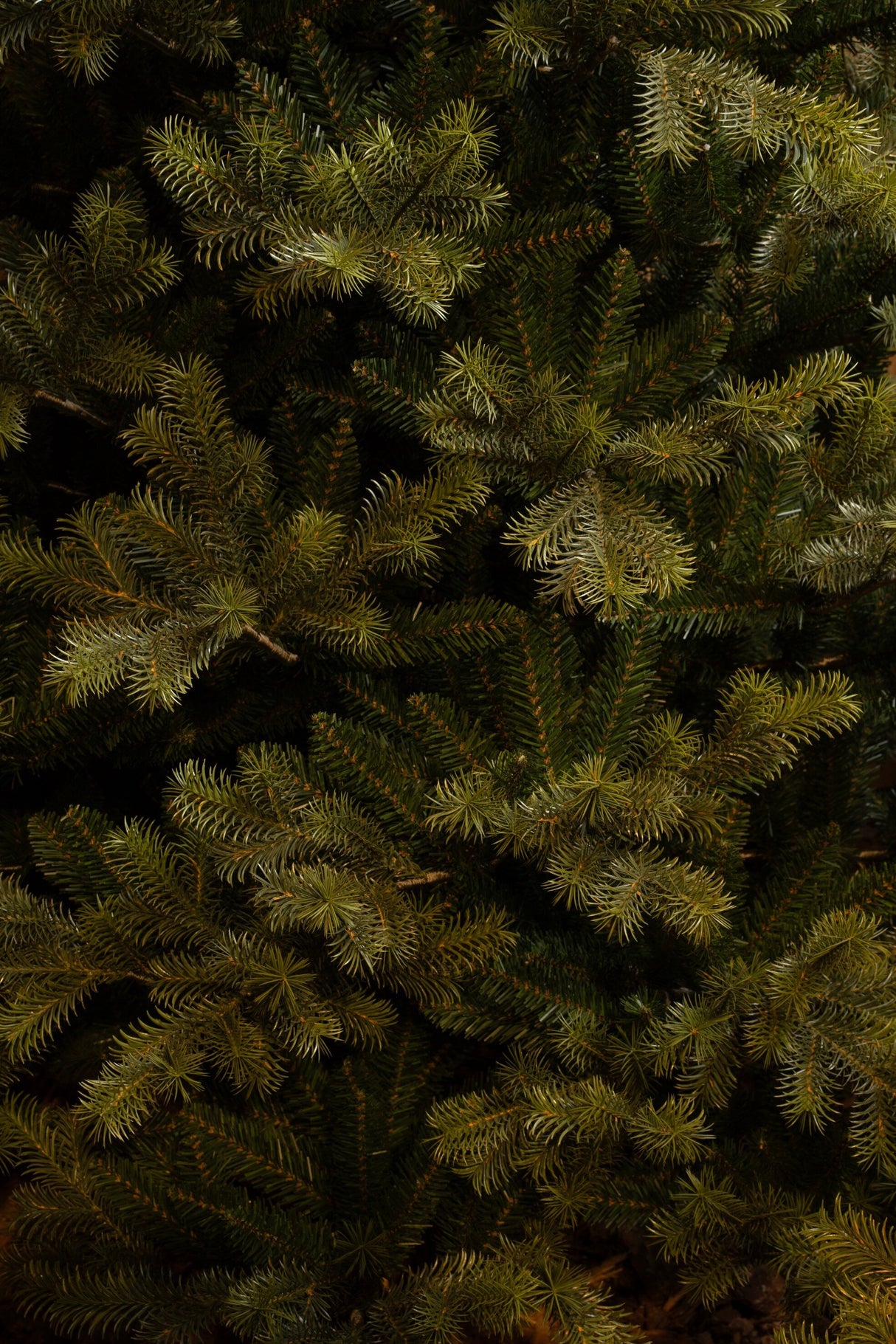 Black Box Trees Clive kerstboom groen TIPS 3106 - h230xd147cm - maximondo