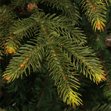 Top Trees Vanocuver kerstboom groen TIPS 1298 - h155xd109cm